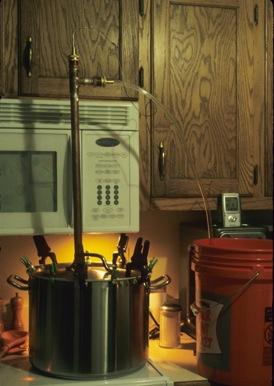 Spontaneous Vegetation