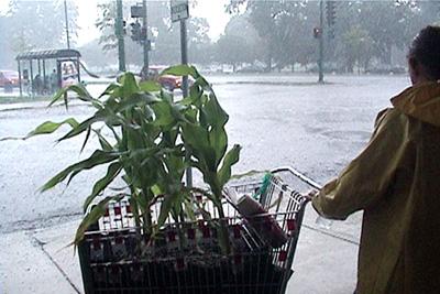 Spontaneous Vegetation