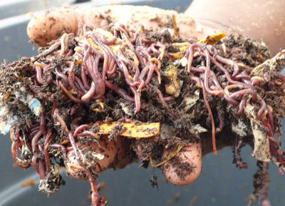 Spontaneous Vegetation