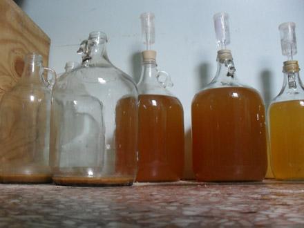 Spontaneous Vegetation