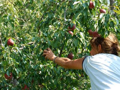 Spontaneous Vegetation