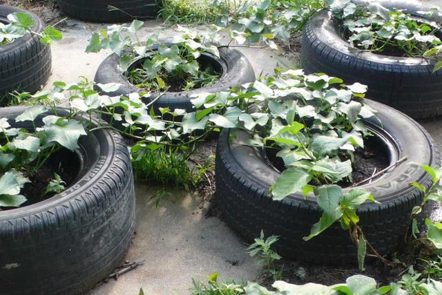 Spontaneous Vegetation